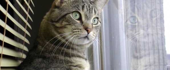 幸せ!猫カフェならぬ猫付きマンションとは?