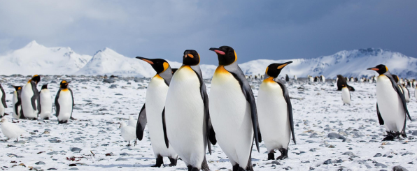 penguin