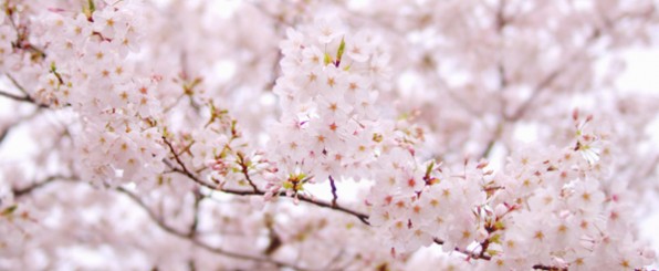 お花見だっておしゃれに可愛く!