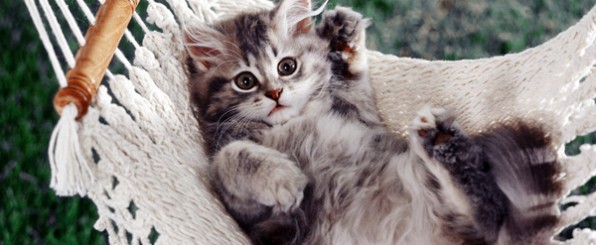 猫好きにはたまらない!悶絶しちゃうほどカワイイにゃんこグッズ!