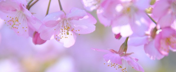 お花見に持っていきたい!春色スイーツ