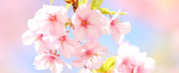 桜満開!クルクル桜クッキー
