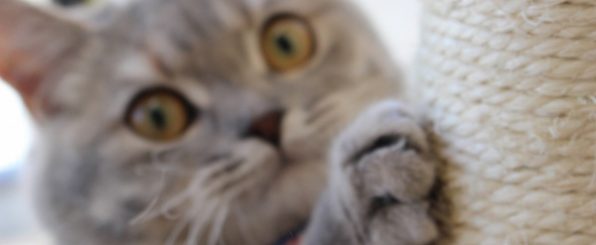 ストレス発散になり、遊べるベッドにもなる猫が喜ぶ人気のつめとぎ