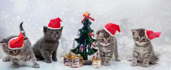 ペットと楽しむクリスマス&お正月