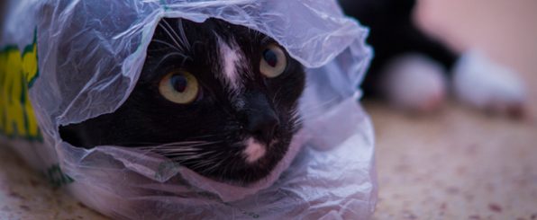 遊んでいるうちにおもちゃを誤飲してしまう猫ちゃんと安全に遊ぶアイディア