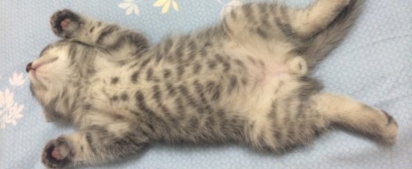 猫のお家をコーデして快適、かわいい空間をつくろう