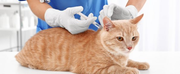 猫のワクチン接種時期と接種後の注意点
