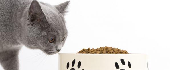 猫が、ご飯を食べない時の対策方法