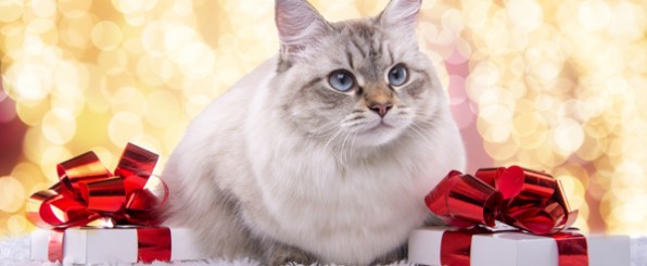 クリスマスプレゼントと猫
