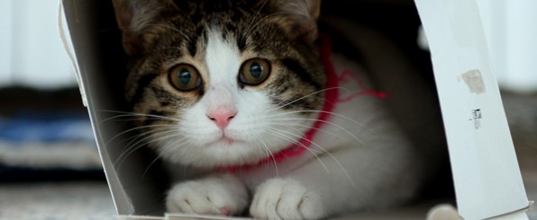 猫のオススメフード-ランキング
