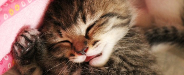 猫をはじめて飼う方必読!必要な用品リスト