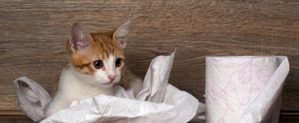 猫のしつけ~遊ばせ方とおすすめのおもちゃ~