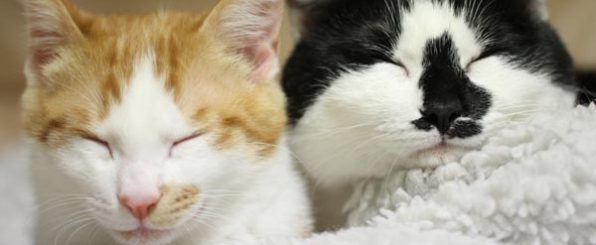 猫の去勢・避妊手術の時期と術後ケア
