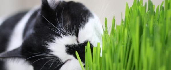 猫の嗜好品?肉食の猫ちゃんが猫草を食べる理由とオススメの猫草紹介