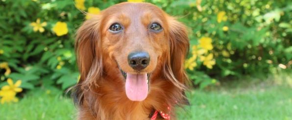 犬を飼いたい!でも不安なあなたへ